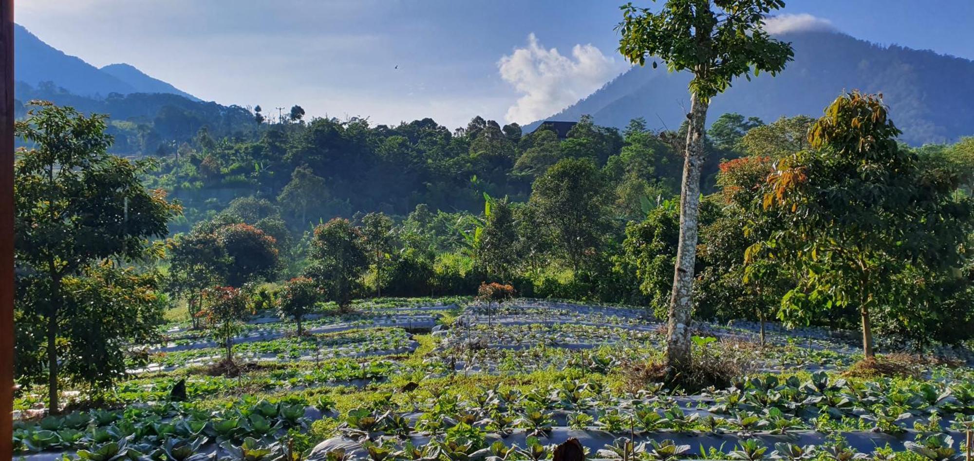 Manigelang Villa Munduk Buitenkant foto